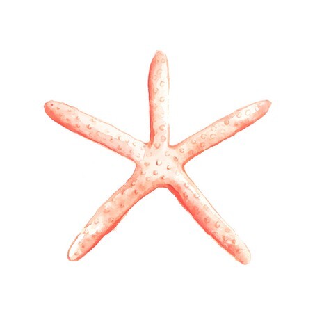 Seashell watercolor illustration 4